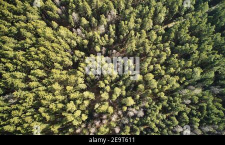 Motif d'arbres forestiers verts au-dessus de la vue de dessus de drone Banque D'Images