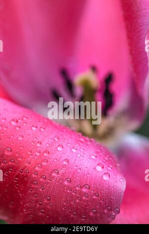 détail macro du pistil de fleur de tulipe rose ouverte avec concentrez-vous sur les gouttes de pluie sur les pétales sur la pluie nuageux matin dedans ressort Banque D'Images