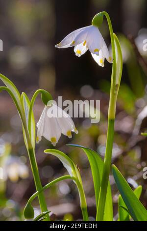 Portrait artistique de fleurs de flocon de neige de printemps (leucojum vernum) qui fleurissent au début du printemps dans la vallée alpine 'Frühlingstal' à Kaltern, dans le Tyrol du Sud Banque D'Images