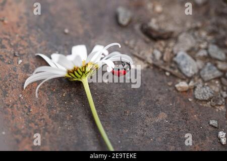 macro d'un coccinella (coccinella) suspendu à l'envers sur un pétale d'une fleur de marguerite (leucanthemum) dans la prairie de montagne saison d'été avec espace de copie Banque D'Images