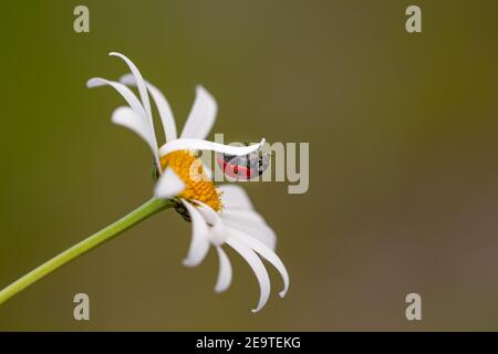 macro d'un coccinella (coccinella) suspendu à l'envers sur un pétale d'une fleur de marguerite (leucanthemum) dans la prairie de montagne saison d'été avec espace de copie Banque D'Images