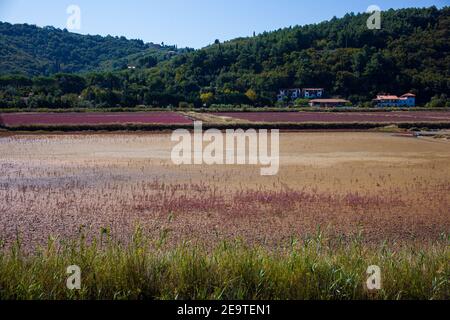 Vue sur le parc naturel de Strunjan en Slovénie Banque D'Images