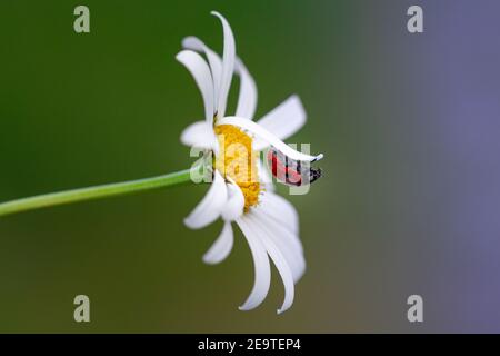 macro d'un coccinella (coccinella) suspendu à l'envers sur un pétale d'une fleur de marguerite (leucanthemum) dans la prairie de montagne saison d'été avec espace de copie Banque D'Images