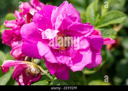 Macro d'une abeille (apis mellifera) sur une rose de plage (rosa rugosa) avec fond flou; protection de l'environnement sans pesticides sauver les abeilles Banque D'Images