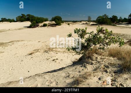 Kootwijk pays-Bas - 18 septembre 2020 - dunes de sable in Réserve naturelle Kootwijkerzand aux pays-Bas Banque D'Images