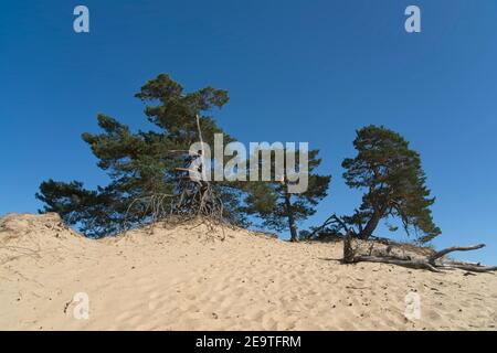 Kootwijk pays-Bas - 18 septembre 2020 - dunes de sable in Réserve naturelle Kootwijkerzand aux pays-Bas Banque D'Images