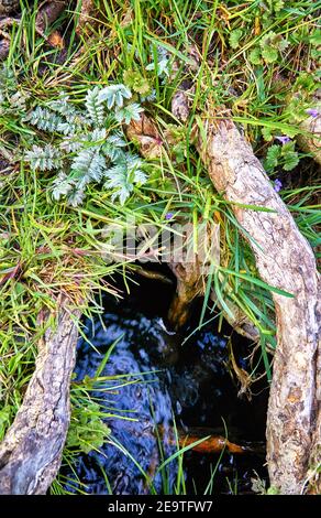 Fond de nature avec herbe verte vieux bois et l'eau. Banque D'Images