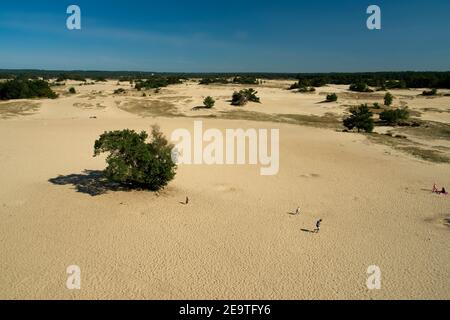 Kootwijk pays-Bas - 18 septembre 2020 - les dunes de sable de Kootwijkerzand sont en marche Le Veluwe aux pays-Bas Banque D'Images