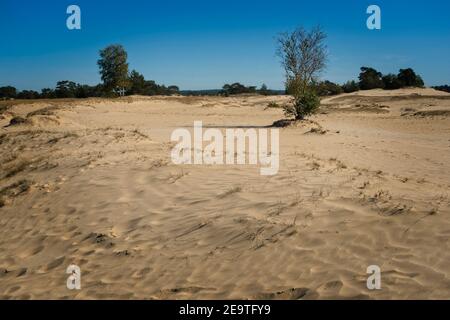 Kootwijk pays-Bas - 18 septembre 2020 - les dunes de sable de Kootwijkerzand sont en marche Le Veluwe aux pays-Bas Banque D'Images