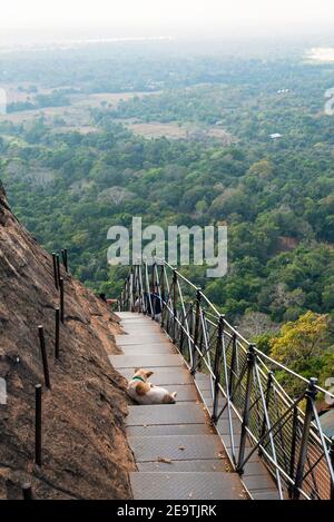 Chien assis sur l'escalier de Lion's Rock au Sri Lanka Banque D'Images