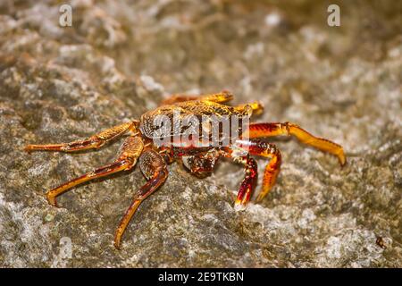 La roche mince ou les crabes grapsidés, Grapsus tenuicustatus, vivent sur les rives rocheuses et dans les eaux peu profondes voisines. Fidji. Ils sont également connus sous le nom de n Banque D'Images