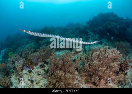 Le serpent de mer annulé, Hydrophis cyanocinctus, est également connu sous le nom de serpent de mer à bande bleue et est une espèce de serpent de mer venimeux de la famille des Elapidés, Banque D'Images