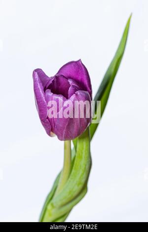 Tulipe violette unique sur fond blanc Banque D'Images