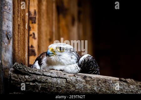 Gros plan de la tête d'un taker pèlerin falcon hybride assis sur une branche (image haute résolution) Banque D'Images