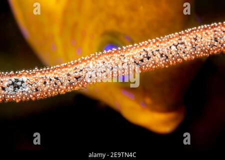 Ce damsel doré mâle, Amblyglyphidodon aureus, tend à l'arrière-plan des oeufs que la femelle pond sur un fouet marin mort, Philippines. Banque D'Images