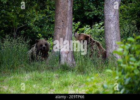 Un grand ours brun se détend dans un habitat de prairie près de la forêt (espèces menacées, scène de la faune en Allemagne) Banque D'Images