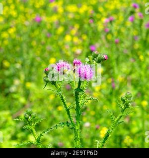 Ewijk pays-Bas - 3 juillet 2020 - Thistle flower on Plaines d'humeur (uiterwaarden) de la rivière Waal près d'Ewijk dans le Pays-Bas Banque D'Images