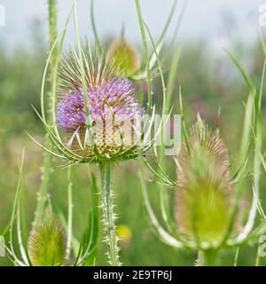 Ewijk pays-Bas - 3 juillet 2020 - Thistle flower on Plaines d'humeur (uiterwaarden) de la rivière Waal près d'Ewijk dans le Pays-Bas Banque D'Images