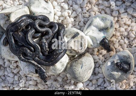 Incubation et éclosion de pythons de diamant à pain captifs Banque D'Images