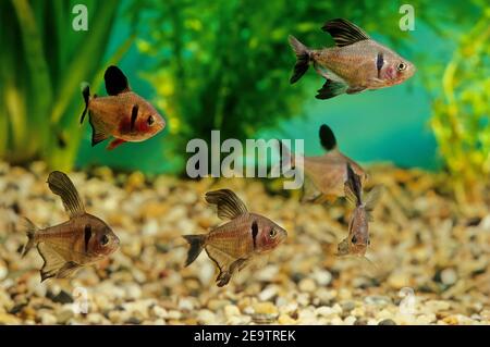 Le tétra fantôme noir (Hyphessobrycon megalopterus), ou simplement le tétra fantôme, est un petit poisson d'eau douce de la famille des caractères (Characidae) de l'orde Banque D'Images