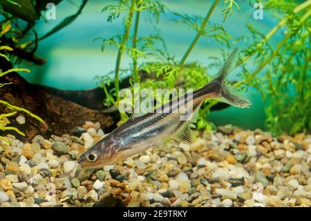 Le requin irisé (Pangasianodon hyphthalmus) est une espèce de poisson-chat de requin (famille des Pangasiidae) originaire des rivières de l'Asie du Sud-est. Banque D'Images