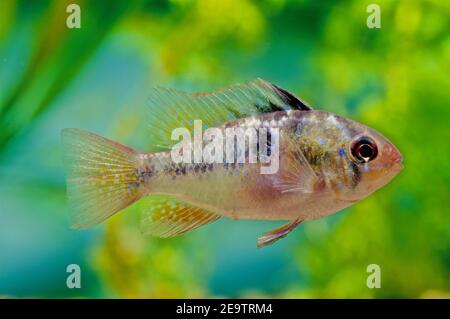 Le bélier bleu, Mikrogeophagus ramirezi, est une espèce de poissons d'eau douce endémique du bassin de l'Orinoco, dans les savanes du Venezuela et de la Colombie Banque D'Images