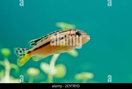 Melanochromis auratus, le cichlid auratus, est un poisson d'eau douce de la famille des cichlidés. Banque D'Images