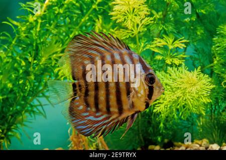 Le Symphysodon aequifasciatus, le discus bleu ou discus brun, est une espèce de cichlidés originaire des rivières de l'est et du centre du bassin de l'Amazone Banque D'Images