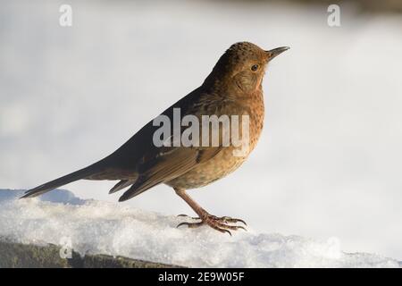 Femelle Blackbird dans la neige à droite 003 Banque D'Images