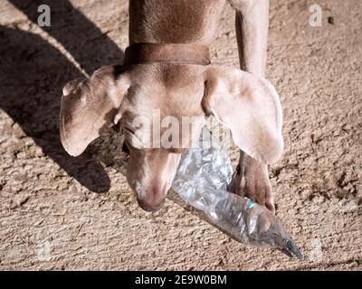 Vue en grand angle du chien Weimaraner jouant sur une bouteille en plastique à l'extérieur. Banque D'Images