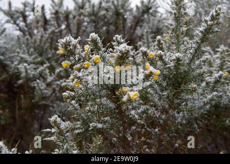 Gorse enneigée dans Bloom Banque D'Images