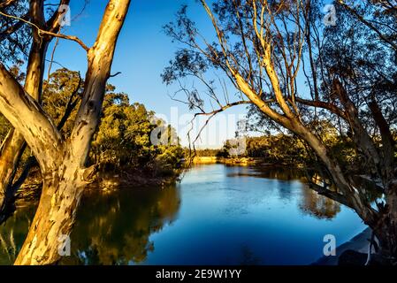 Murray River tôt le matin avec des gommiers de rivière sur les deux banques Banque D'Images