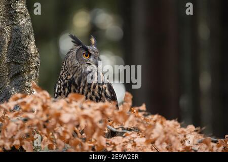 L'aigle-hibou eurasien à côté de l'arbre en regardant à droite avec l'espace de copie pour le texte sur le côté droit. Banque D'Images