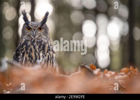 Hibou-aigle eurasien caché derrière la branche d'arbre avec des feuilles d'orange et un bokeh de beauté avec des cercles. Banque D'Images