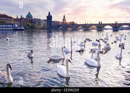 Des cygnes flottent sur la Vltava, Prague, république tchèque Banque D'Images
