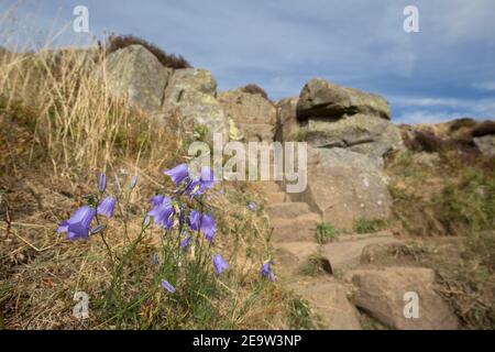 Harebells (Campanula rotundifolia) à Peel Gap, mur d'Hadrien, Northumberland, Royaume-Uni Banque D'Images