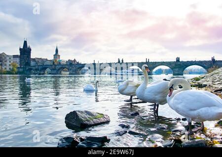 Des cygnes flottent sur la Vltava, Prague, république tchèque Banque D'Images
