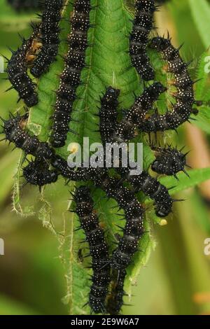 Chenilles noires du papillon Peacock, Aglais io, sur l'ortie Banque D'Images