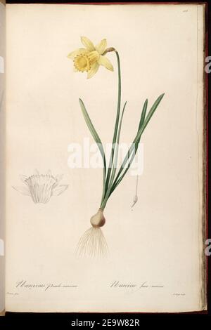 Narcissus pseudophonarcissus - les liacées, vol. 3 - t. 158. Banque D'Images