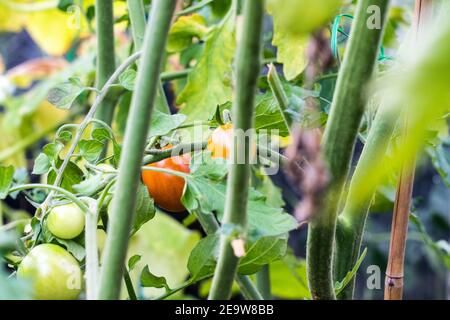 Belles tomates rouges, jaunes et vertes derrière des branches vertes floues avec beaucoup de feuilles, serre d'été, photo de près Banque D'Images