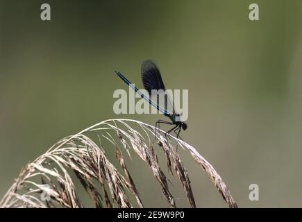 Insecte ailé coloré et dainté (Demoiselle bandée mâle, Calopteryx splendens) sur un roseau de phragmites dans la réserve naturelle d'Askham Bog, York, Angleterre. Banque D'Images