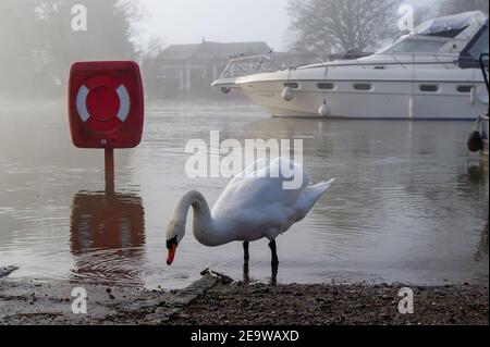 Bourne End, Buckinghamshire, Royaume-Uni. 6 février 2021. Un début de journée brumeux. Un avertissement d'inondation est en place pour la Tamise à la fin de Bourne, après une période de pluie prolongée la semaine dernière. Le sentier de la Tamise est inondé ainsi que des jardins de propriétés près de la Tamise. Bien que les niveaux d'eau aient légèrement baissé, les inondations de propriétés, de routes et de terres agricoles devraient se poursuivre. Crédit : Maureen McLean/Alay Live News Banque D'Images