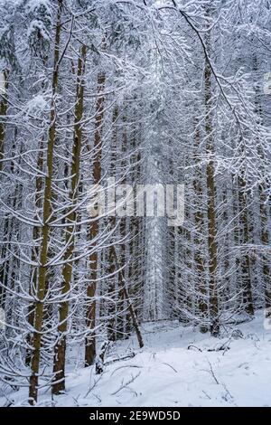 Forêt d'hiver dans la neige Banque D'Images