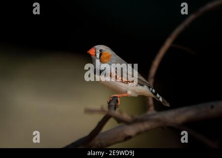 Zèbre mâle finch sur branche avec lumière de chat Banque D'Images