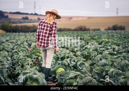 Fermier debout dans le champ de chou. Femme travaillant comme agronome. L'ouvrier agricole inspecte les légumes avant la récolte Banque D'Images