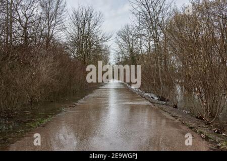 Route inondée après de fortes pluies à travers la forêt riveraine de la plaine inondable sur la rivière Altrhein à Plittersdorf, en Allemagne. Banque D'Images