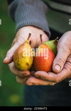 Fruits de poire dans la main des agriculteurs. Vieil homme tenant une poire mûre. Récolte dans le jardin en automne Banque D'Images