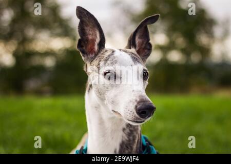 Chien de race. Portrait de la tête de l'animal. Curieux chien de race. Animal mignon Banque D'Images