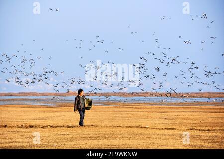 (210206) -- GUIYANG, 6 février 2021 (Xinhua) -- photo prise le 2 janvier 2014 montre Ma Mindian diffusion de nourriture pour les oiseaux à la réserve naturelle nationale Caohai dans le Yi, hui et Miao Autonomous County of Weining, dans le sud-ouest de la Chine, province de Guizhou. Créée en 1992 en tant que réserve naturelle nationale, la réserve naturelle nationale Caohai couvre une superficie de plus de 120 000 kilomètres carrés. Au cours des dernières années, plus de 60 000 personnes ont servi de Rangers de la réserve, nourrissant des oiseaux, observant les activités des oiseaux et patrouilant dans la réserve. Jour après jour, la torche a été transmise de génération en génération Banque D'Images