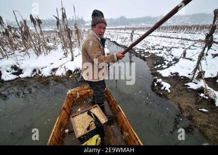 (210206) -- GUIYANG, 6 février 2021 (Xinhua) -- Photo du fichier prise le 10 janvier 2015 montre Zang Erjun (décédé en mars 2017) prenant un bateau pour disperser la nourriture pour les oiseaux à la Réserve naturelle nationale Caohai dans le Yi, hui et Miao Autonomous County of Weining, dans le sud-ouest de la province de Guizhou en Chine. Créée en 1992 en tant que réserve naturelle nationale, la réserve naturelle nationale Caohai couvre une superficie de plus de 120 000 kilomètres carrés. Au cours des dernières années, plus de 60 000 personnes ont servi de Rangers de la réserve, nourrissant des oiseaux, observant les activités des oiseaux et patrouilant dans la réserve. Jour après jour, la torche Banque D'Images